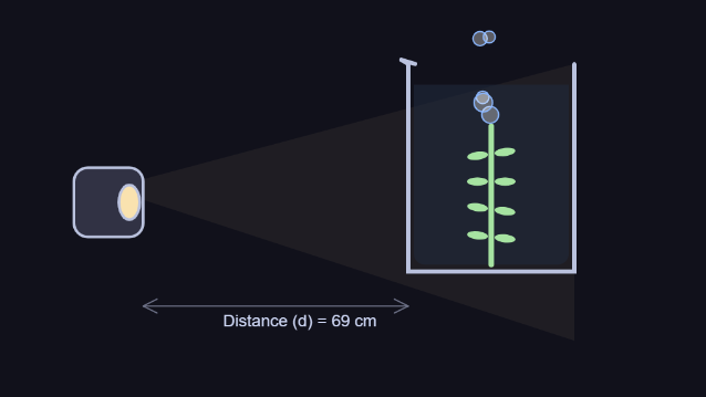 Limiting Factors of Photosynthesis